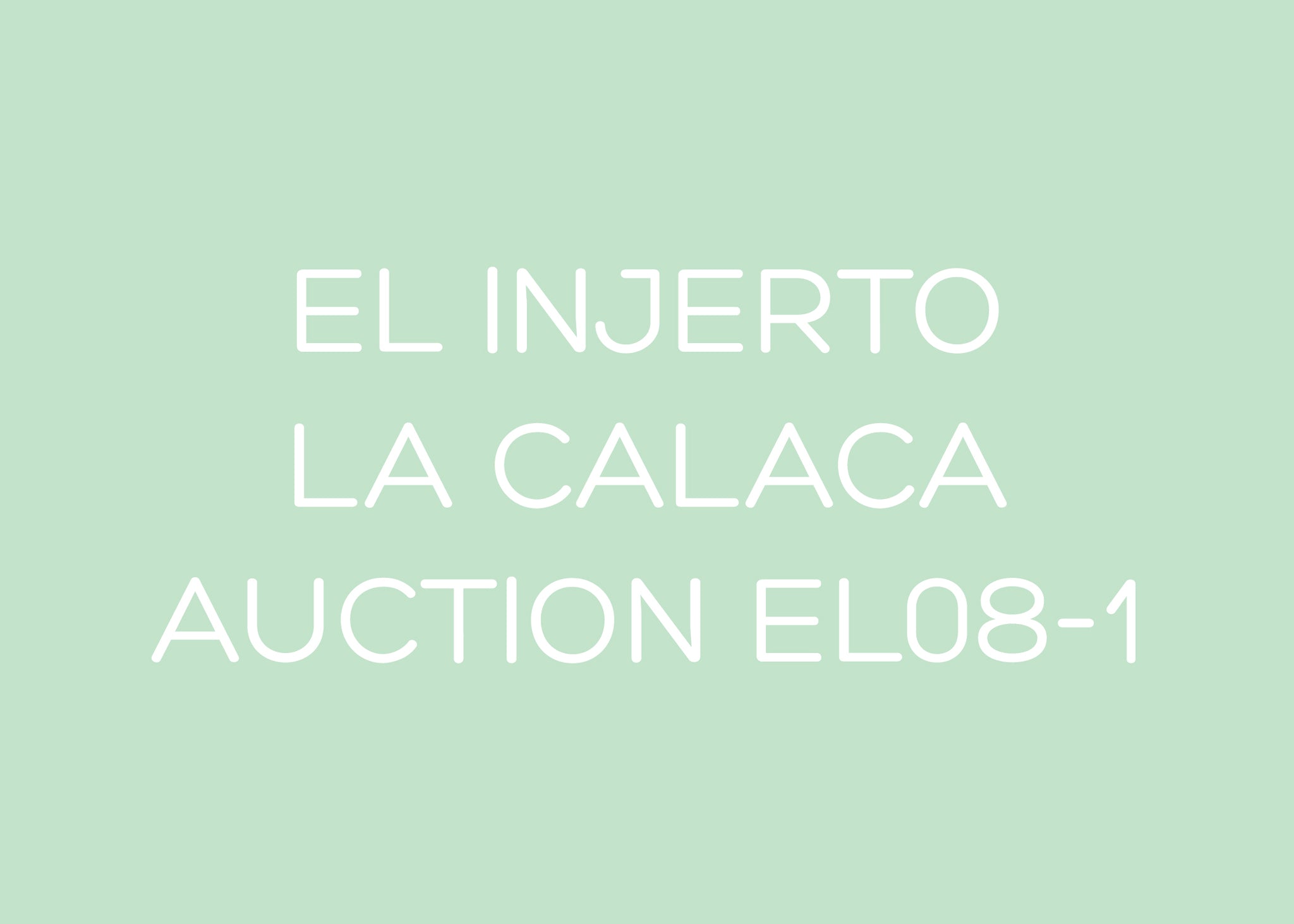 EL INJERTO - AUCTION LOT EL08 - GEISHA - LA CALACA - GUATEMALA