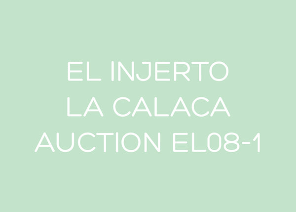 EL INJERTO - AUCTION LOT EL08 - GEISHA - LA CALACA - GUATEMALA